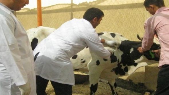 تلقيح أزيد من 301.700 رأس من المواشي بغرداية