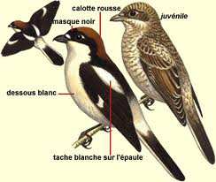 Sortie d’inventaire et de découverte des oiseaux dans la zone des lacs de Mestaoua et M’zara de Sidi Abdallah dans le massif de Djebel Ouahch de Constantine