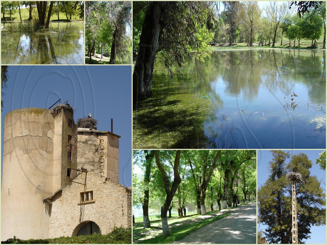 Lac de Burgas (بحيرة بورغاس) à Taoura- wilaya de Souk Ahras