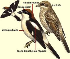 Sortie d’inventaire et de découverte des oiseaux dans la zone des lacs de Mestaoua et M’zara de Sidi Abdallah dans le massif de Djebel Ouahch de Constantine