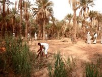 Des volontaires nettoient une palmeraie à Ouargla pour en faire un espace de loisirs