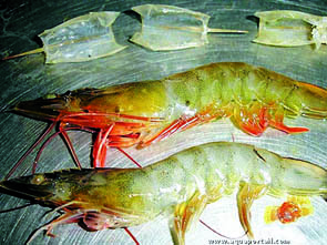 Lancement récent des premiers travaux