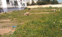 Espaces verts dites-vous '