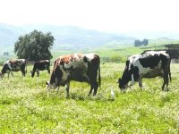 Filière lait : le secteur agricole doit mettre le paquet sur la production fourragère (experts)