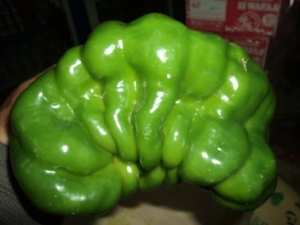 Un piment de forme rare