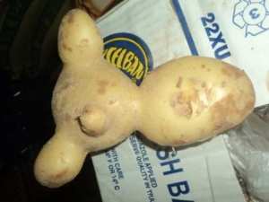 Une pomme de terre de forme exceptionnelle
