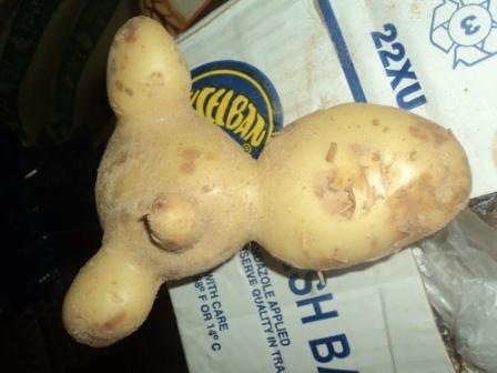 Une pomme de terre de forme exceptionnelle