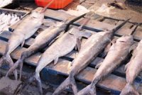 Ouverture de la pêche à l'espadon et prochaine commercialisation de la daurade