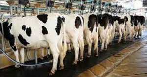 Filière laitière a Ain Defla