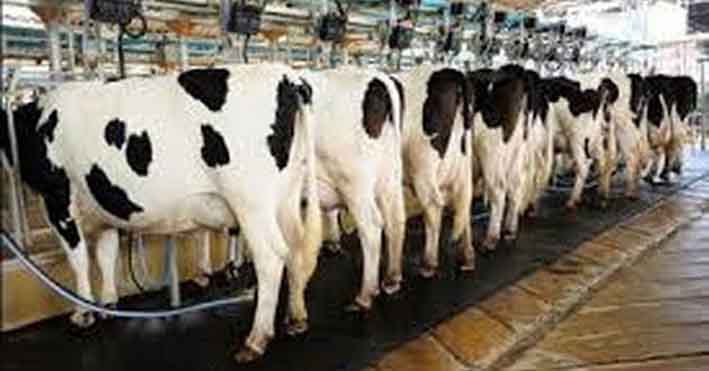 Filière laitière a Ain Defla