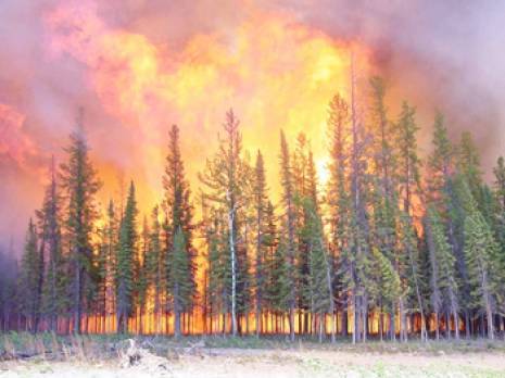 la Conservation des forêts et la Protection civile à pied d''uvre