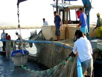 Appel à généraliser la période du repos biologique à d'autres activités de la pêche