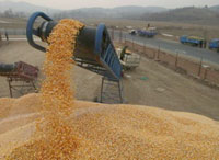 Tizi Ouzou /Production de céréales