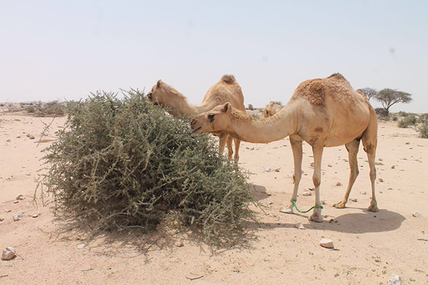 الإبل تغزو المزارع والبساتين في الوادي