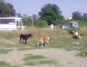 الكلاب المتشردة تفرض حظر التجول بأولاد جلال في بسكرة