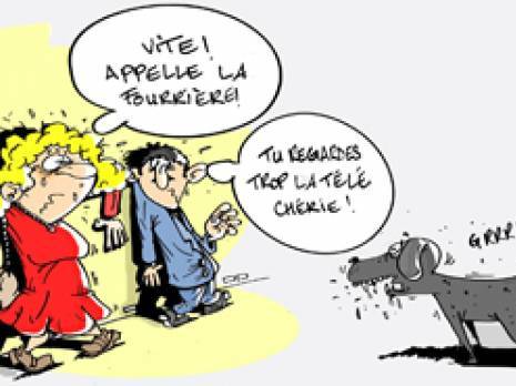 Chiens errants à Seddouk : 430 cas de morsures pris en charge en 2011