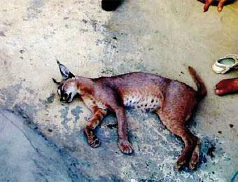 اكتشاف حيوان “الوشق” بغابات جيجل