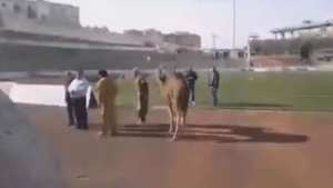 الجمل لطرد النحس في تيزي وزو