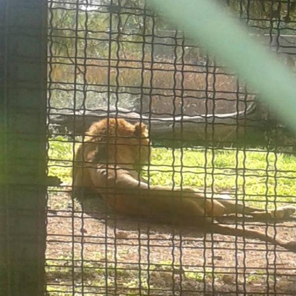 Le roi de la Jungle au temps de l'austérité (photos)