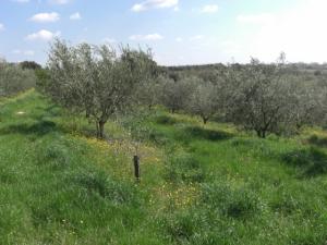 170.000 plants d’oliviers mis en terre à Souk Ahras