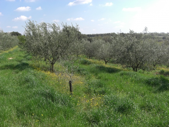 170.000 plants d’oliviers mis en terre à Souk Ahras