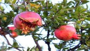 منتوج الرمان بمسعد (الجلفة)