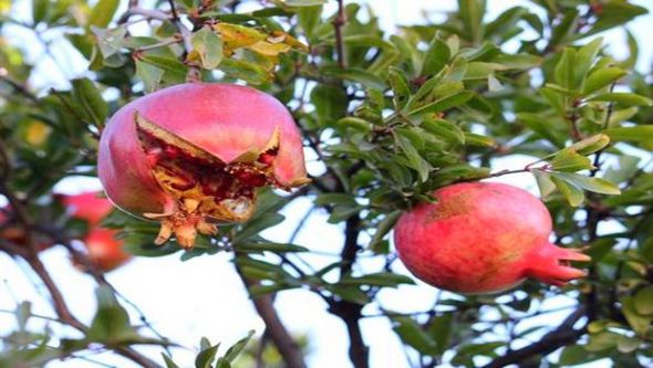 منتوج الرمان بمسعد (الجلفة)