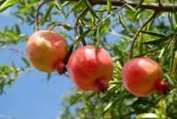 La grenade de Messaâd, une marque déposée