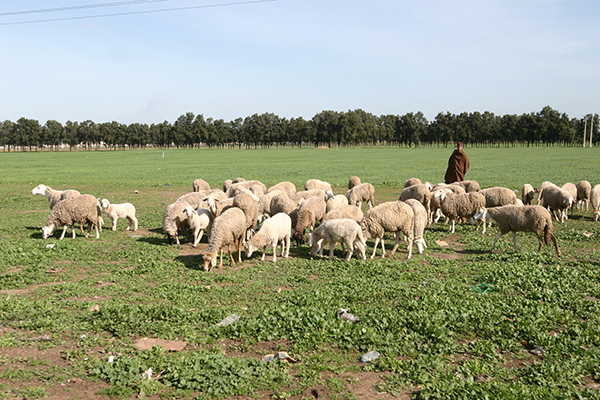 تساقط الغيث يعيد الأمل للفلاحين والمربين بغرداية