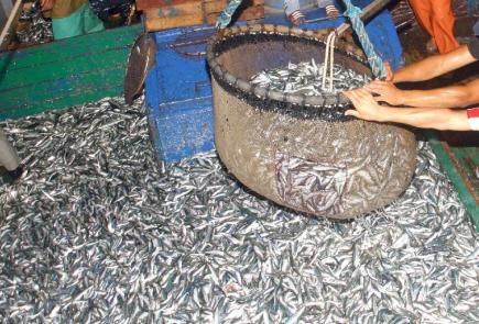 600 دج للكيلوغرام الواحد من السردين في مدينة سكيكدة..