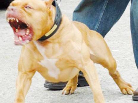 Cité des 1680 Logements (Birtouta) : perquisitions et arrestation de délinquants