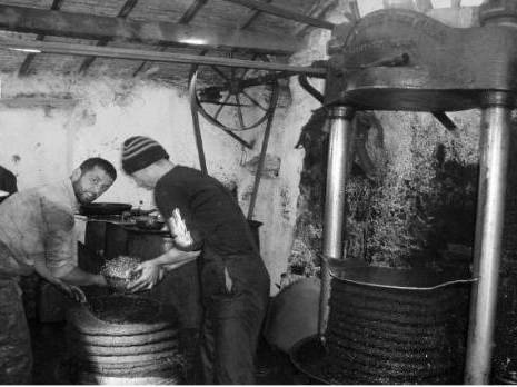 Faible production oléicole