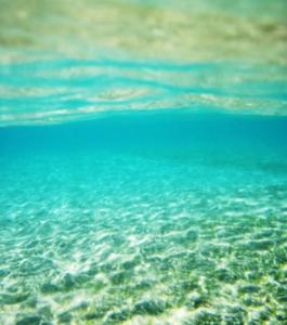 Planète - Quand la  déforestation  atteint aussi les mers