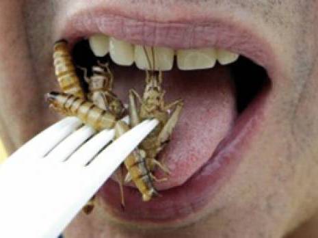 Tamanrasset : le criquet au barbecue fait recette