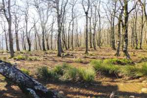 L'austérité replonge le massif de Collo dans le sous-développement