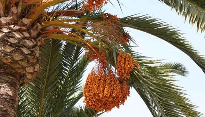 Filière phoenicicole