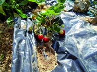 23.100 qx récoltés à travers la wilaya