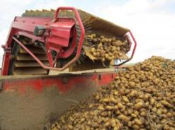 توقع انخفاض في إنتاج البطاطا بتبسة هذا الموسم