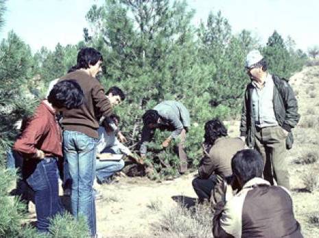 Un taux de boisement de moins de 2% en Algérie