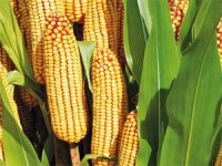 Une volonté qui se heurte au problème de commercialisation