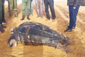 échouage d'une tortue géante à la plage du Grand-Phare