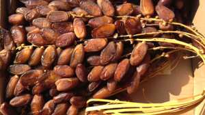 La datte «Deglet Nour» obtient le label IG