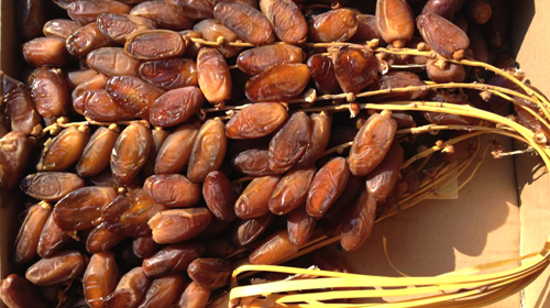 La datte «Deglet Nour» obtient le label IG