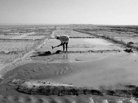Enfin un plan pour réhabiliter le périmètre agricole de Abadla