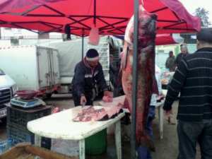 Des protéines à moindre coût