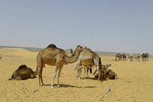 إبل منطقة الدويلات بالوادي  تستنجد  بالآبار التونسية