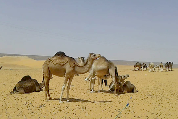 إبل منطقة الدويلات بالوادي 