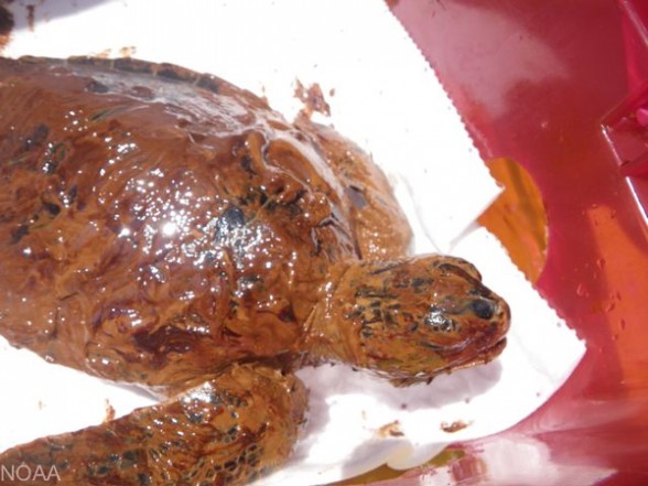 Planète - Golfe du Mexique: les photos que vous ne deviez pas voir