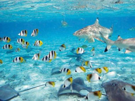 Clichés de fonds marins