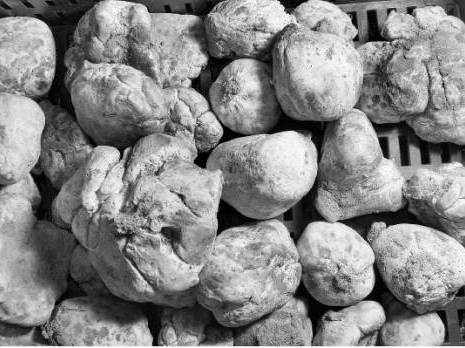 Les premières truffes font leur apparition sur les étals